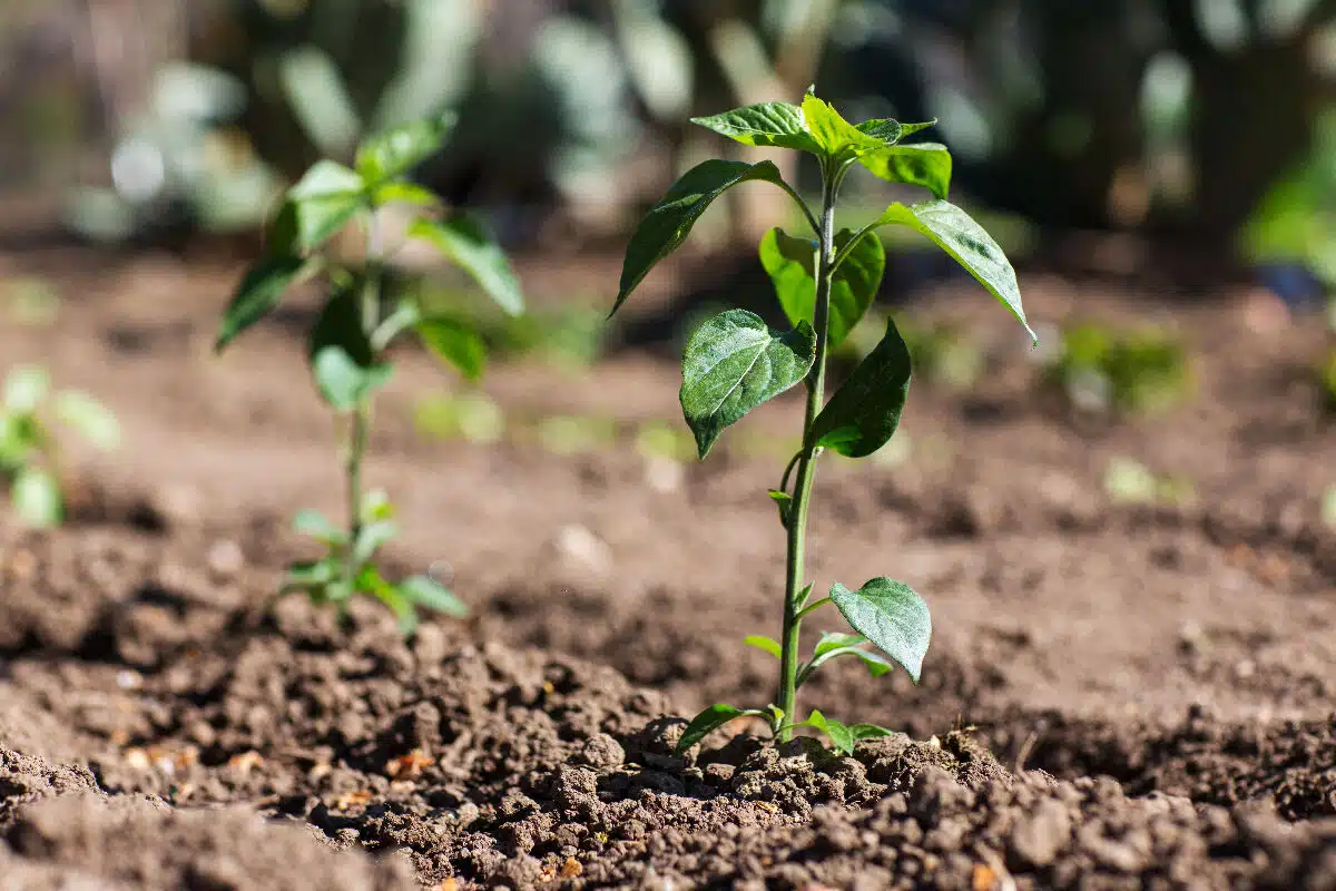 planter des arbustes