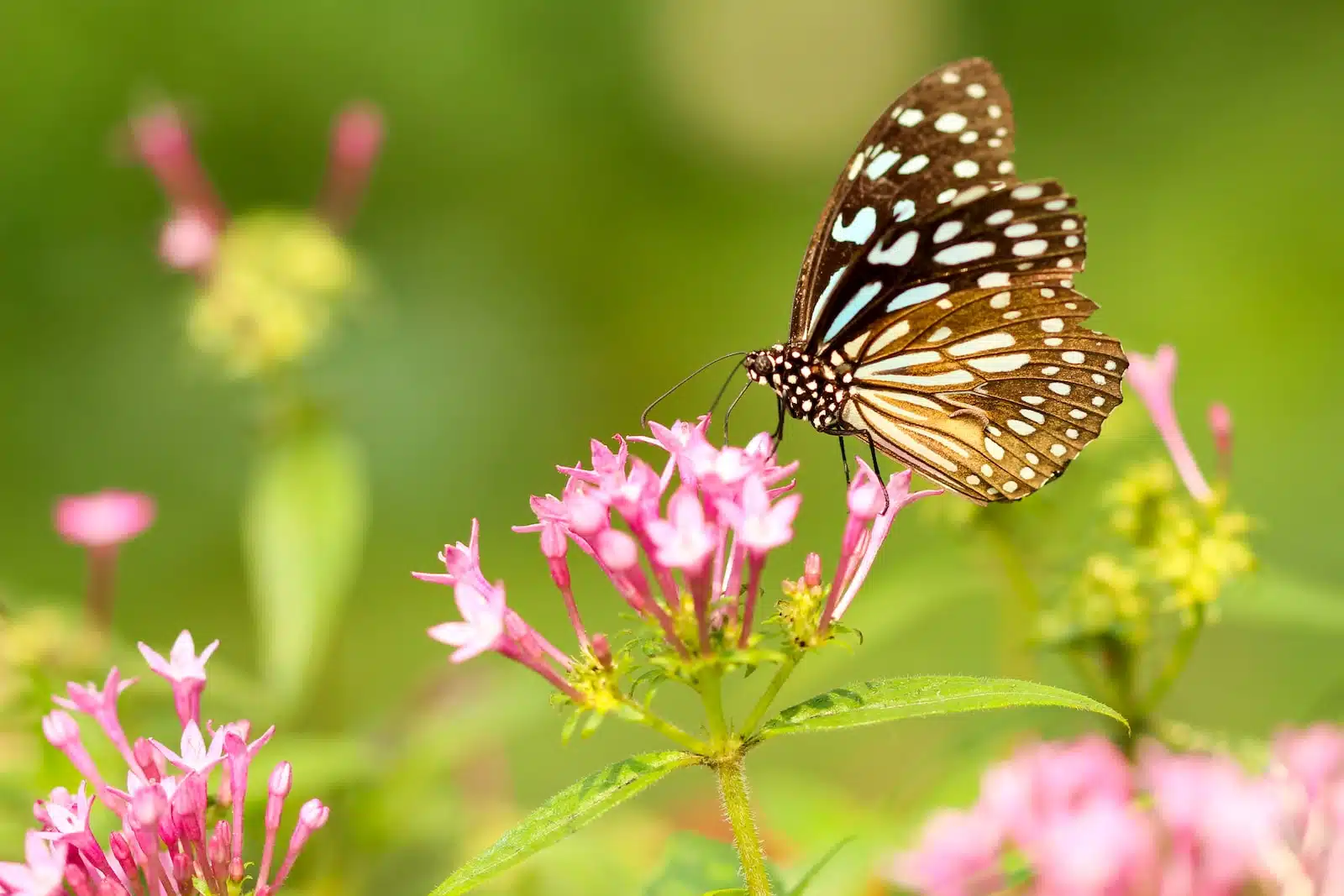 Comment bien préparer son jardin pour le printemps ?