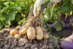 planter des pommes de terre