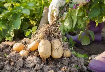 planter des pommes de terre