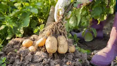 planter des pommes de terre