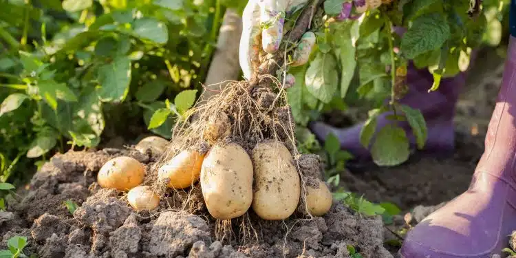 planter des pommes de terre