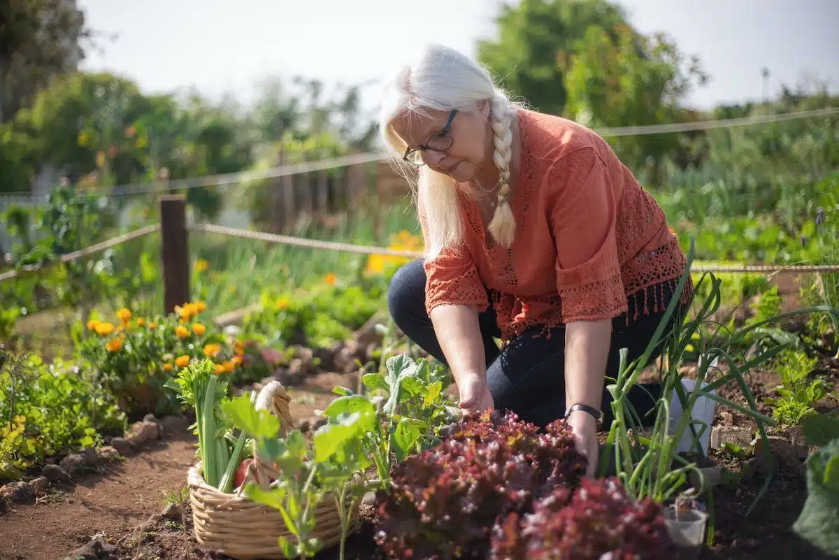 potager  gazon