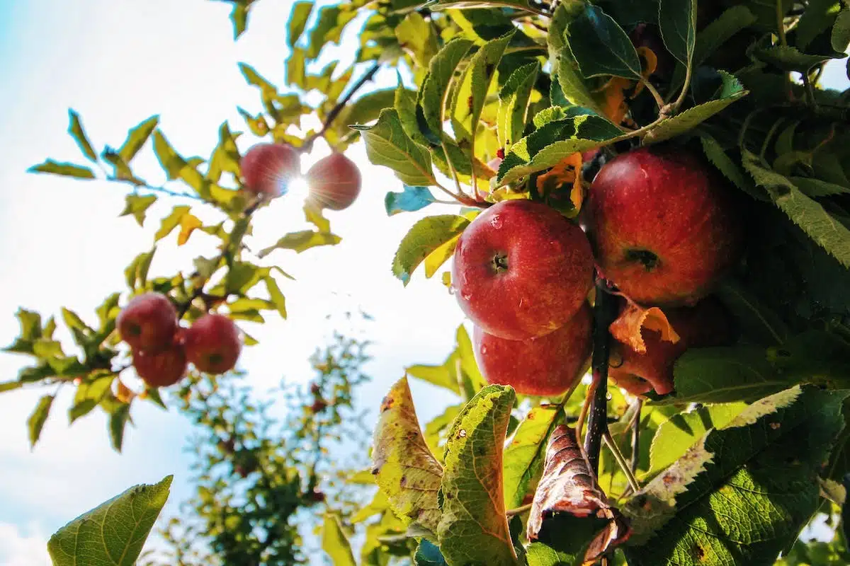 arbre fruitier