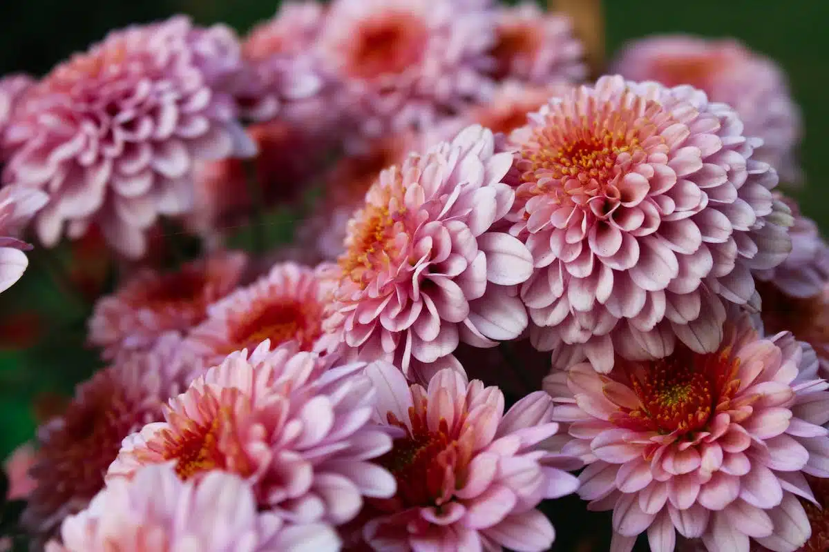 fleurs rustiques