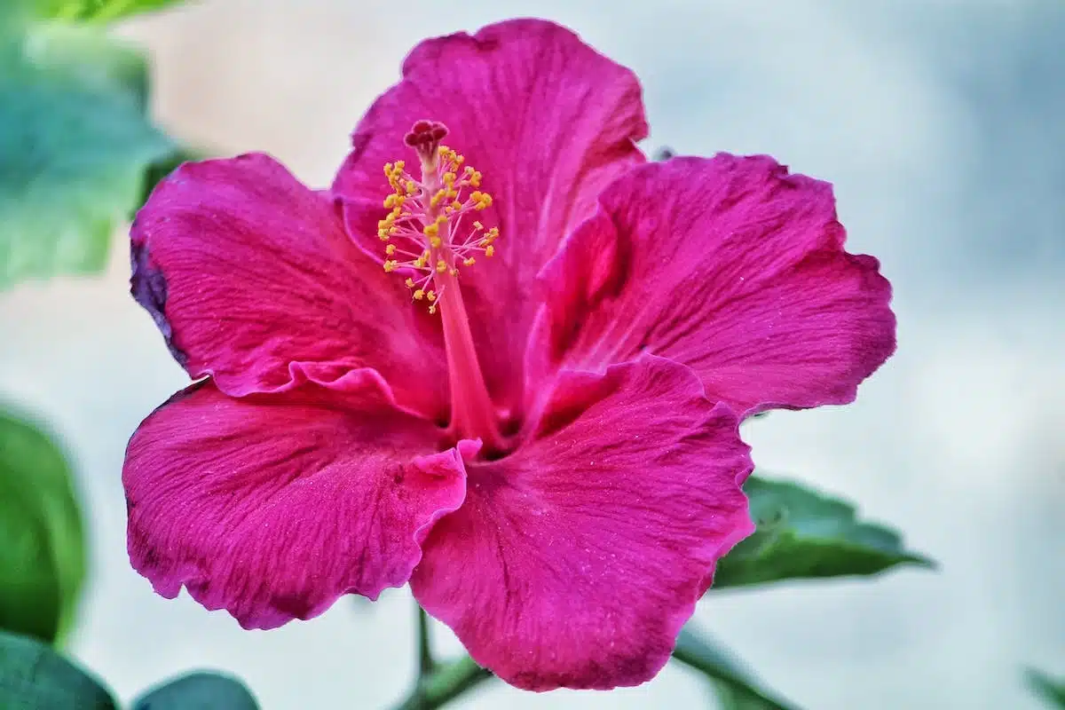 fleurs variétés