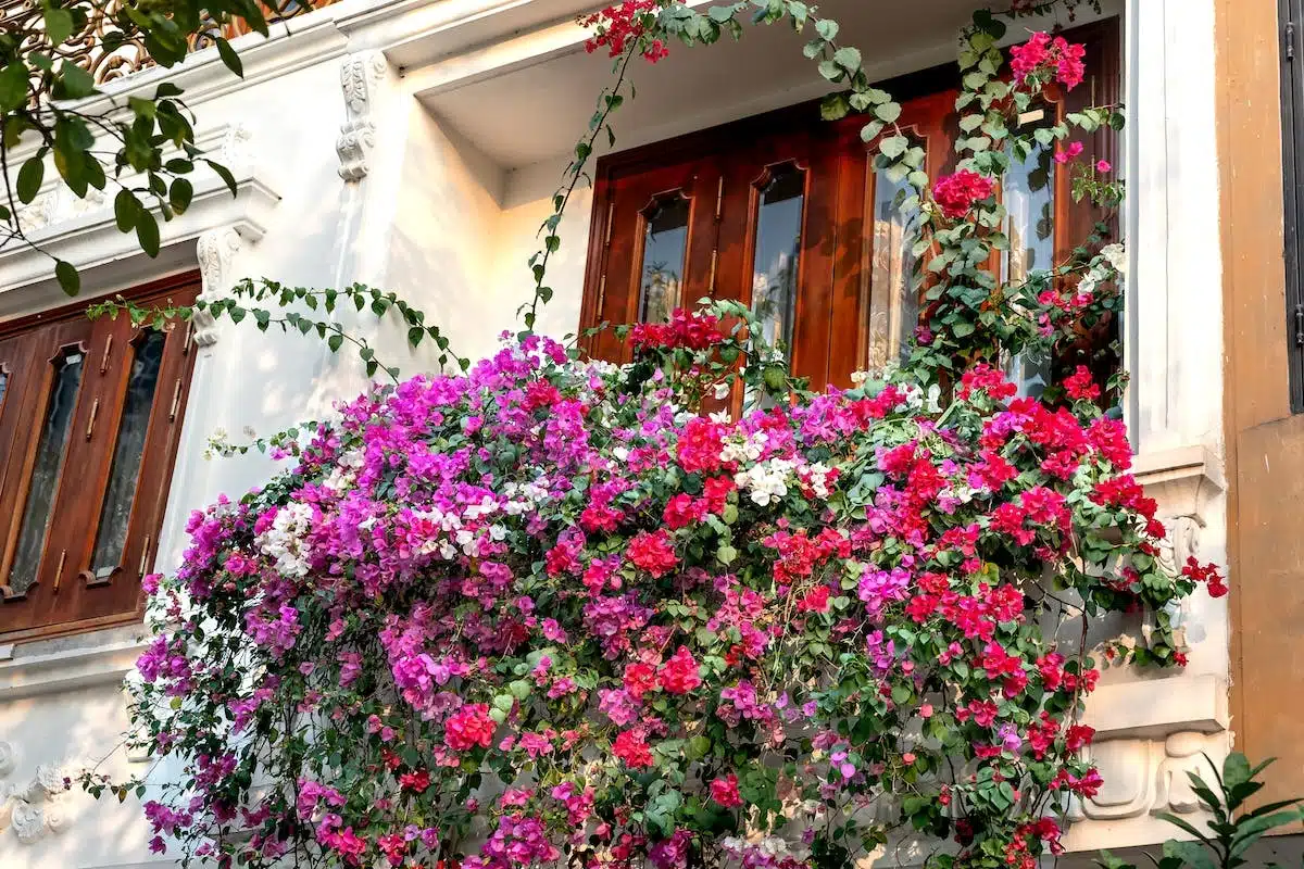 plantes balcon