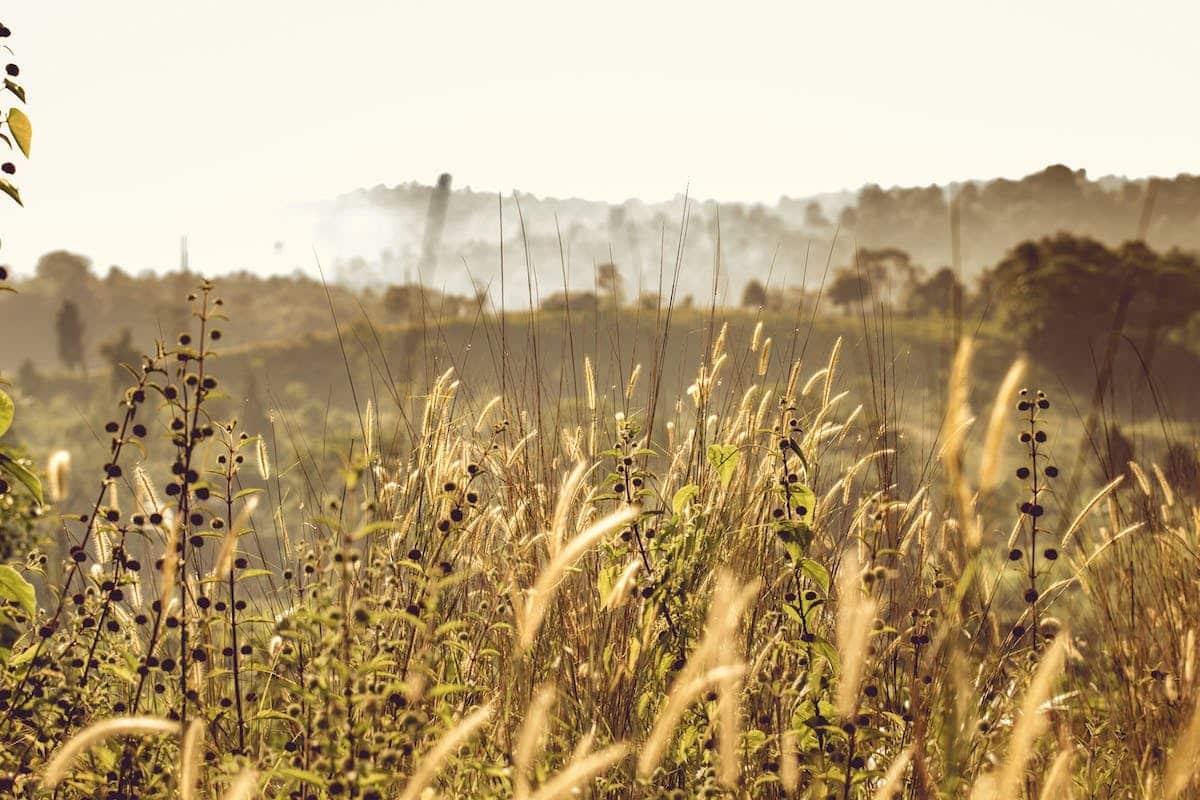 pelouse  mauvaises herbes