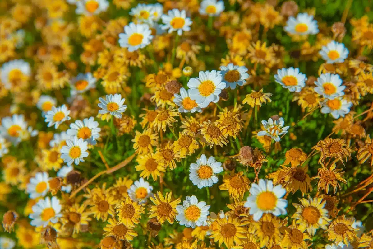 fleurs symboliques