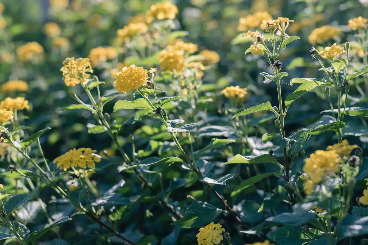 jardin pollinisateurs