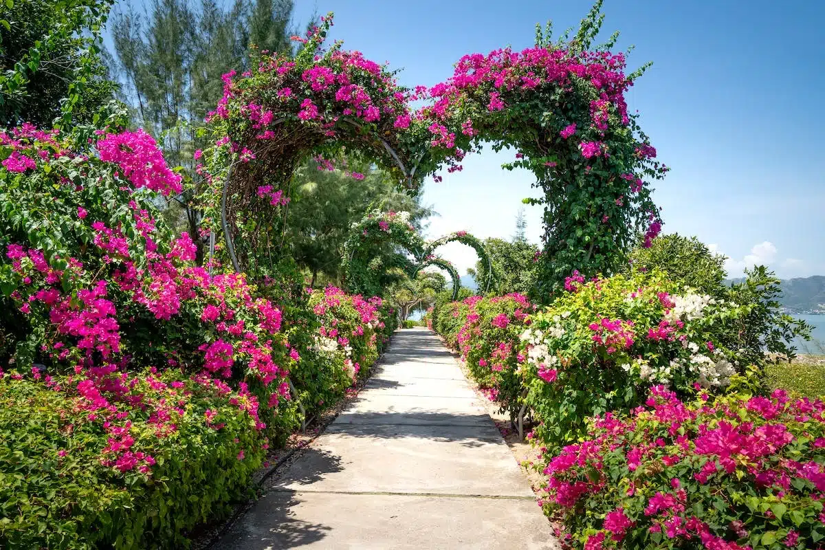 jardin coloré