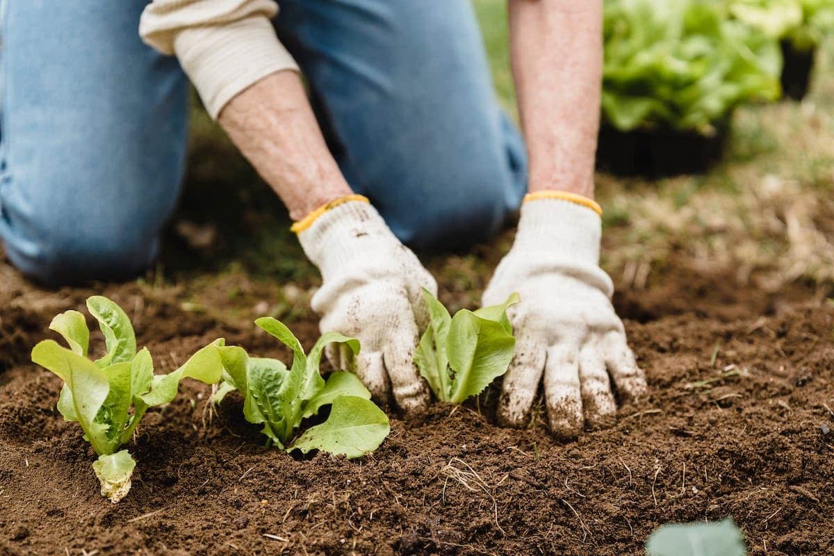 potager  ravageurs