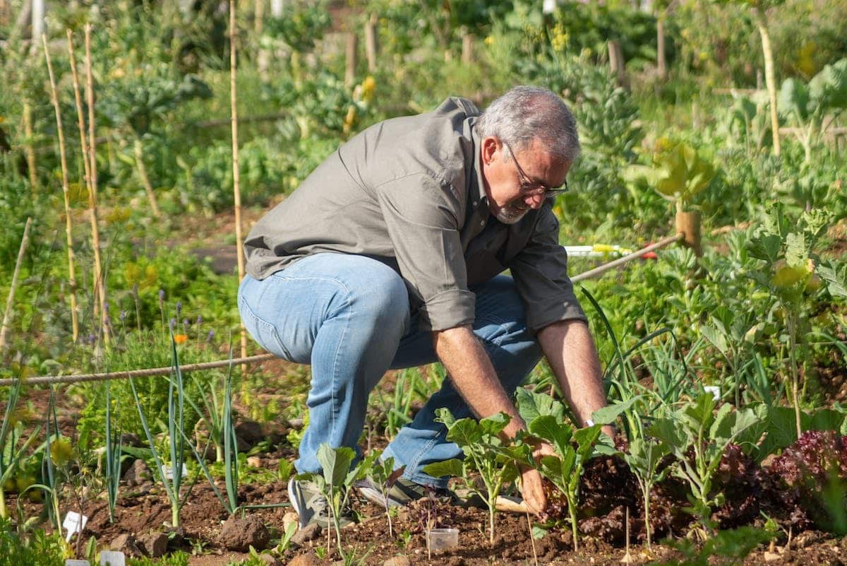 potager  légumes