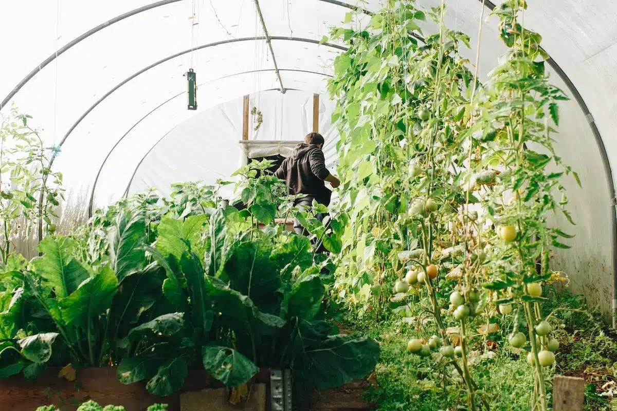 jardinage légumes