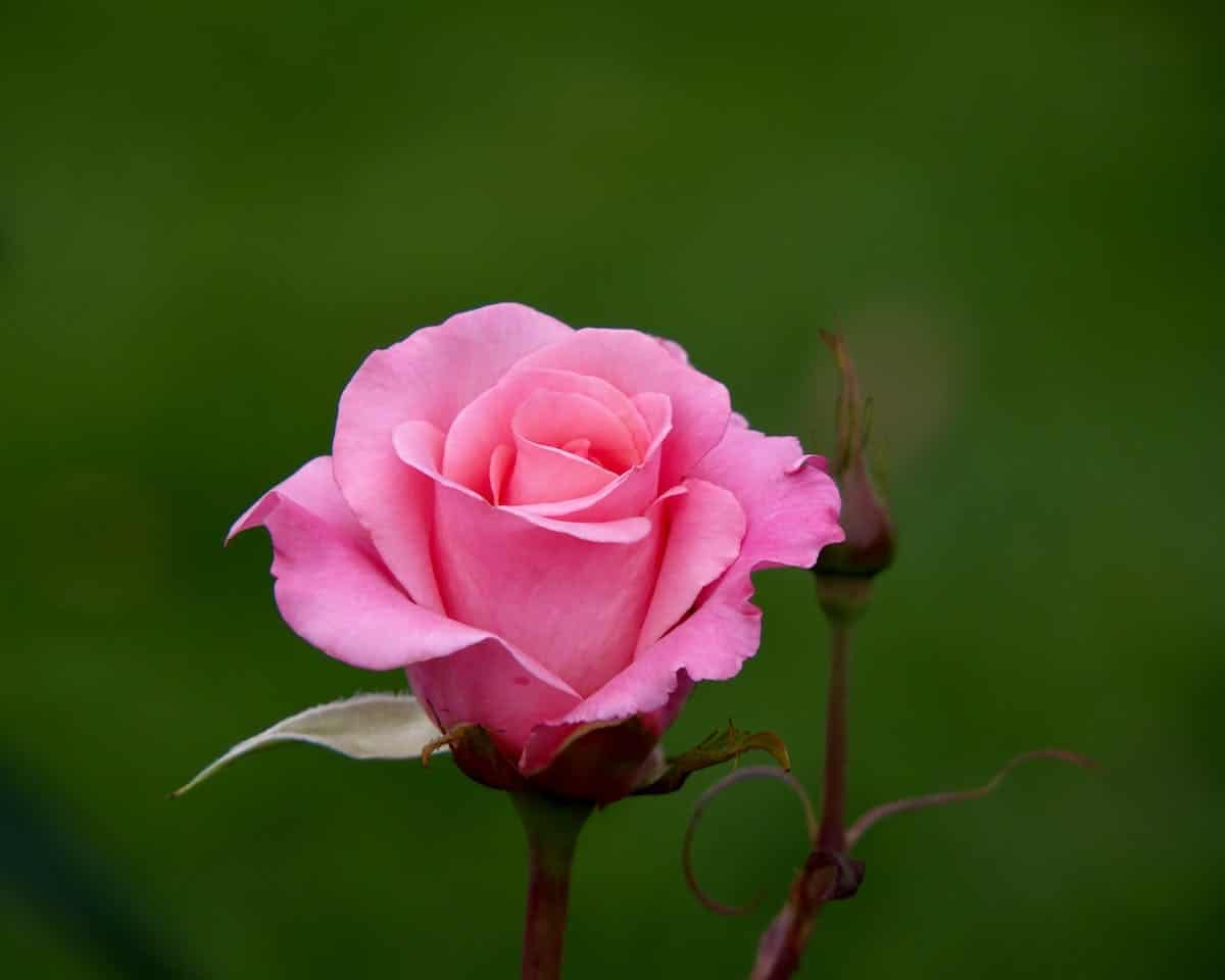 variétés roses