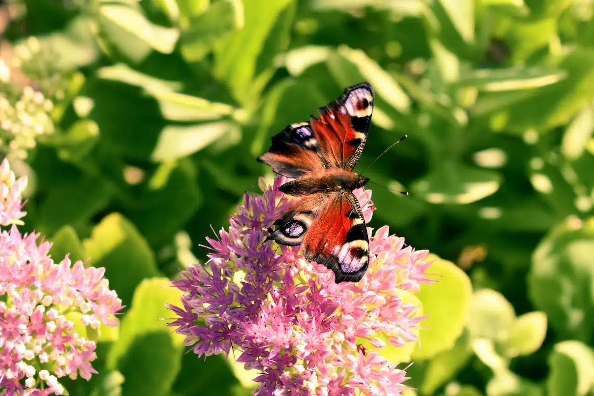 jardin pollinisateur