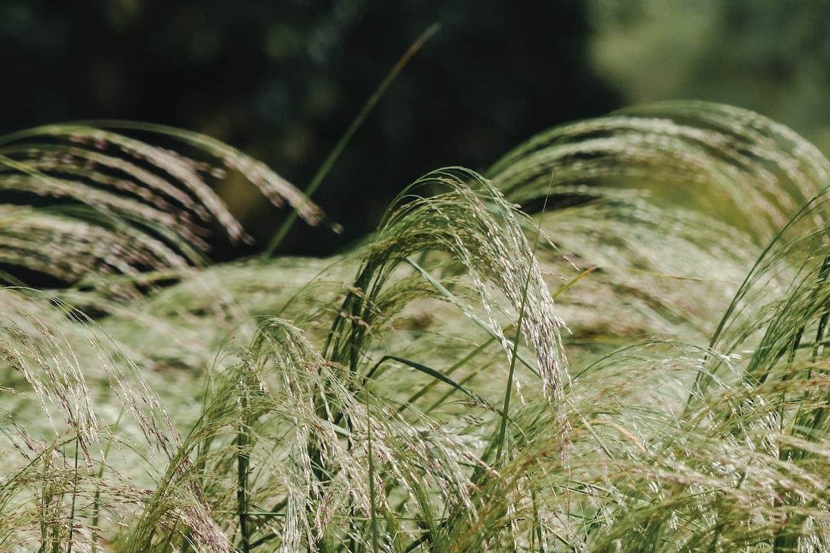 stipa  plantation