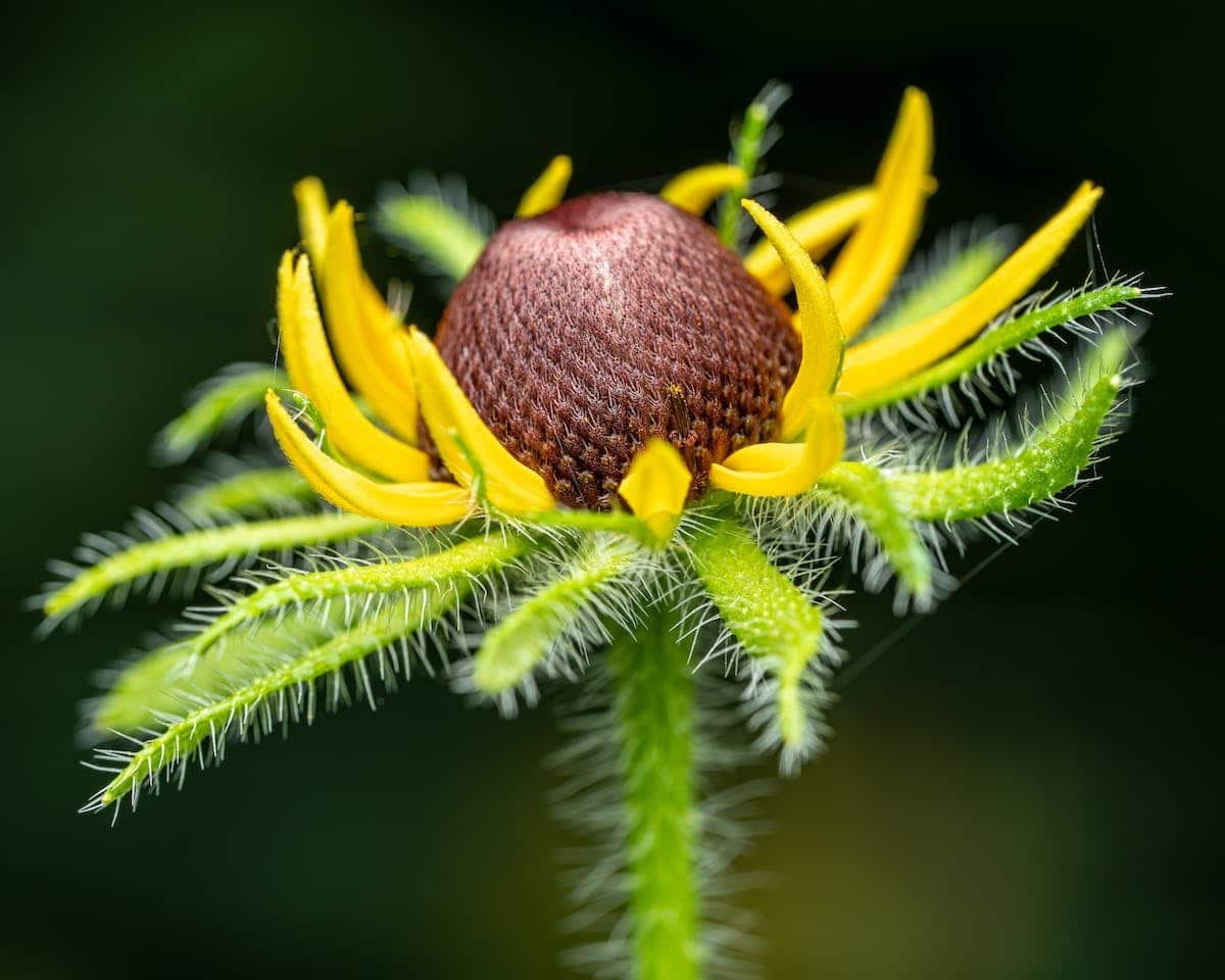 fleurs exotiques