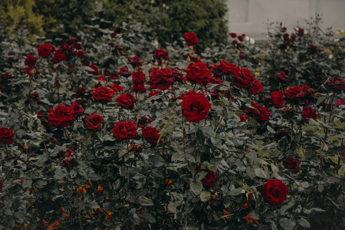 roses jardin