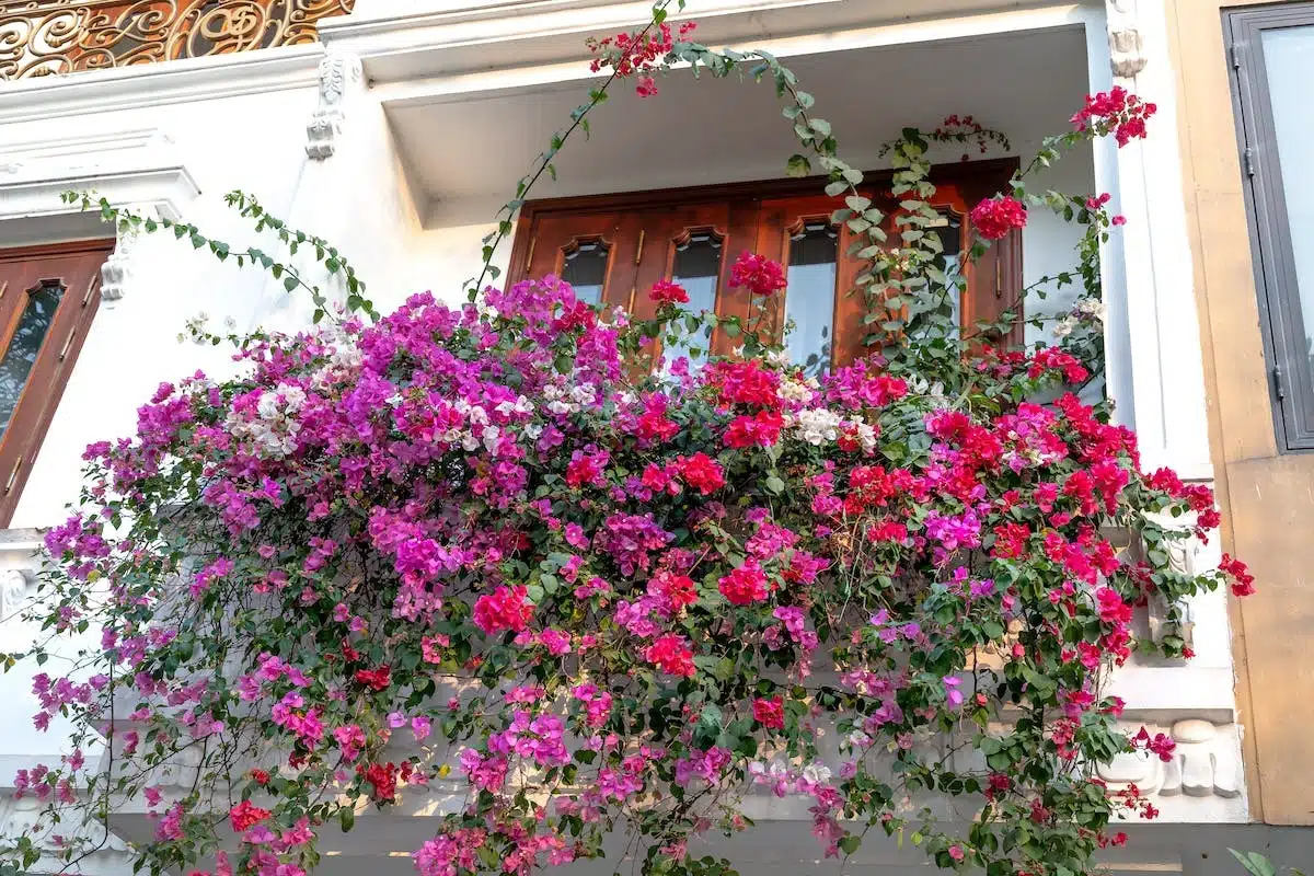 fleurs balcon