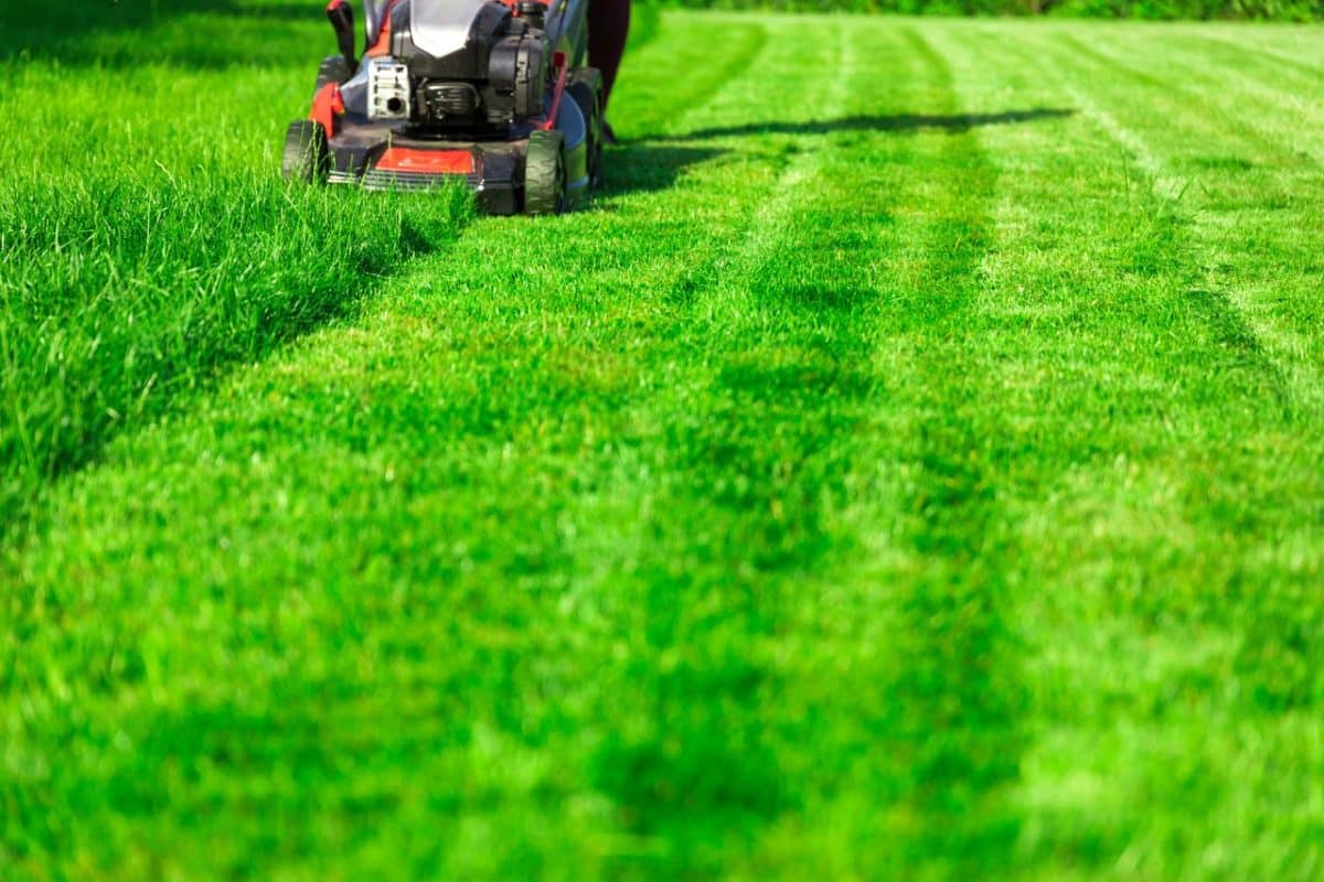 Comment obtenir un gazon parfaitement vert et dense pour votre jardin