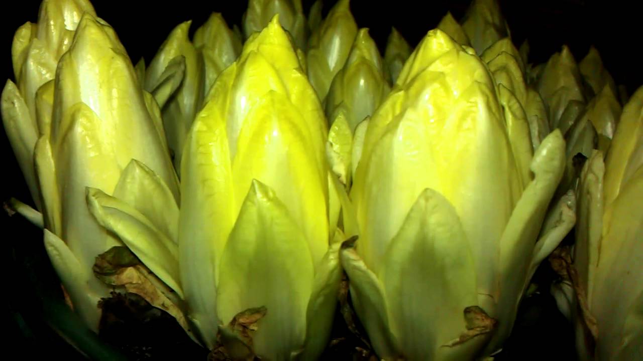 Des endives prêt à la consommation