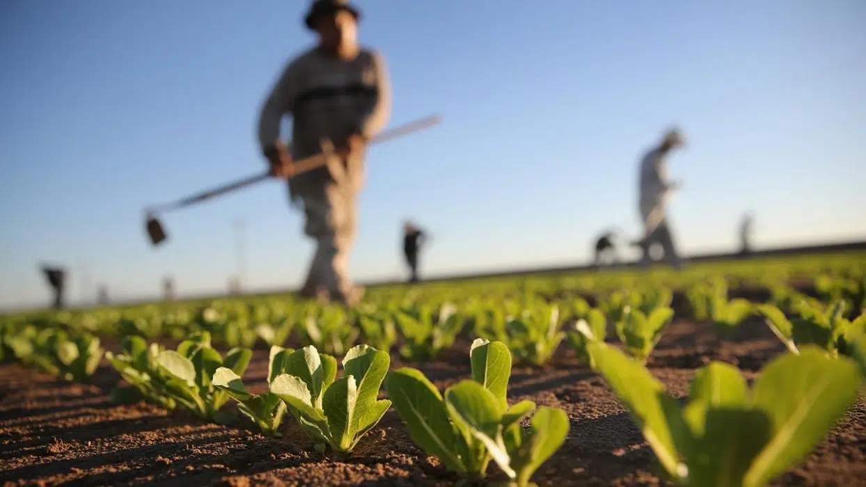 Un agriculteur en début de saison