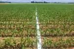En quoi consiste la technique d’irrigation goutte à goutte