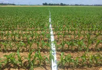 En quoi consiste la technique d’irrigation goutte à goutte
