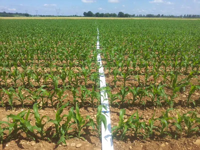 En quoi consiste la technique d’irrigation goutte à goutte