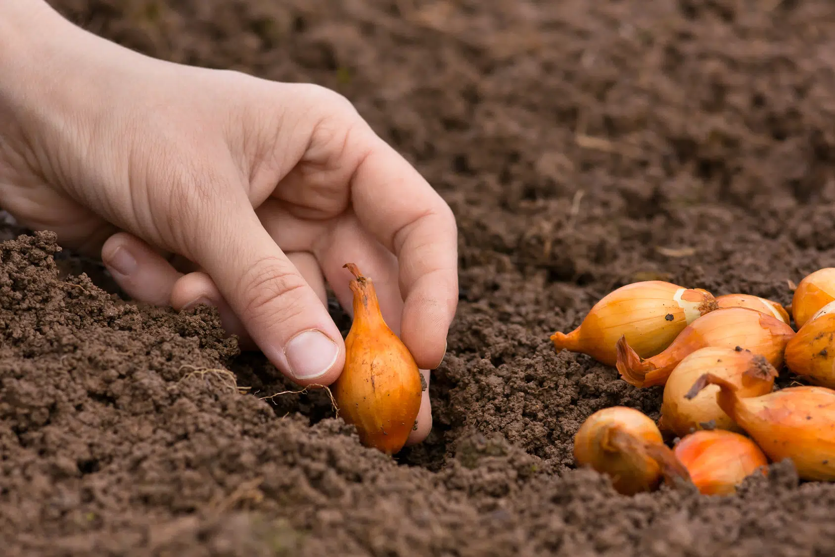 Démarrer la culture de l'oignon par la plantation manuelle