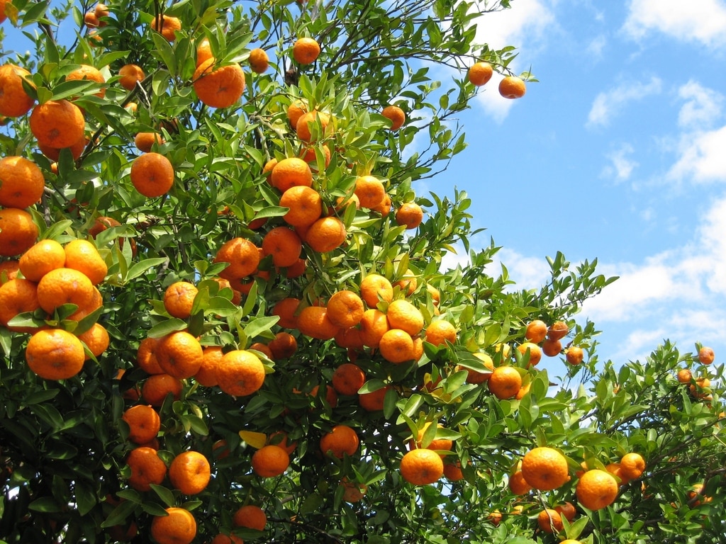 Un champ d'oranges mûres