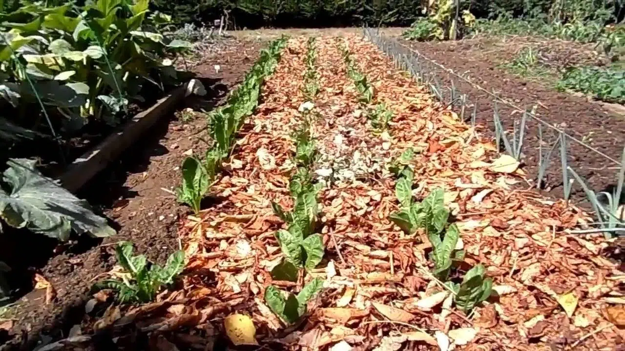 Un champ de culture d'endive