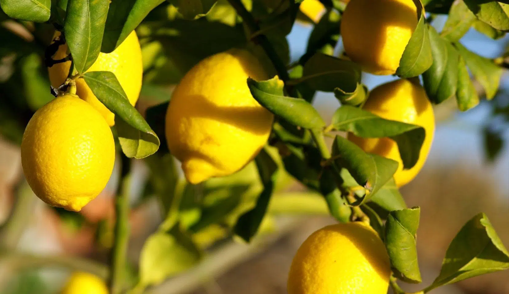 Une plantation de citrons