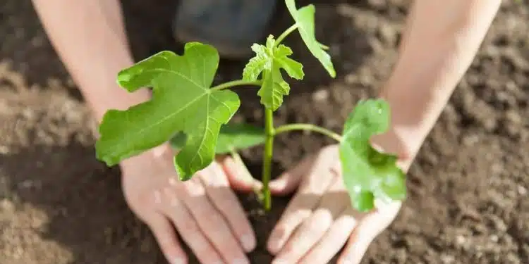 planter des arbustes