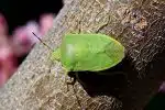 Punaise verte (ou punaise des bois) comment s'en débarrasser