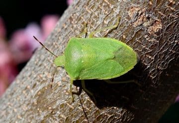 Punaise verte (ou punaise des bois) comment s'en débarrasser