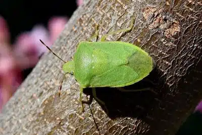 Punaise verte (ou punaise des bois) comment s'en débarrasser