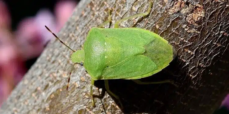 Punaise verte (ou punaise des bois) comment s'en débarrasser