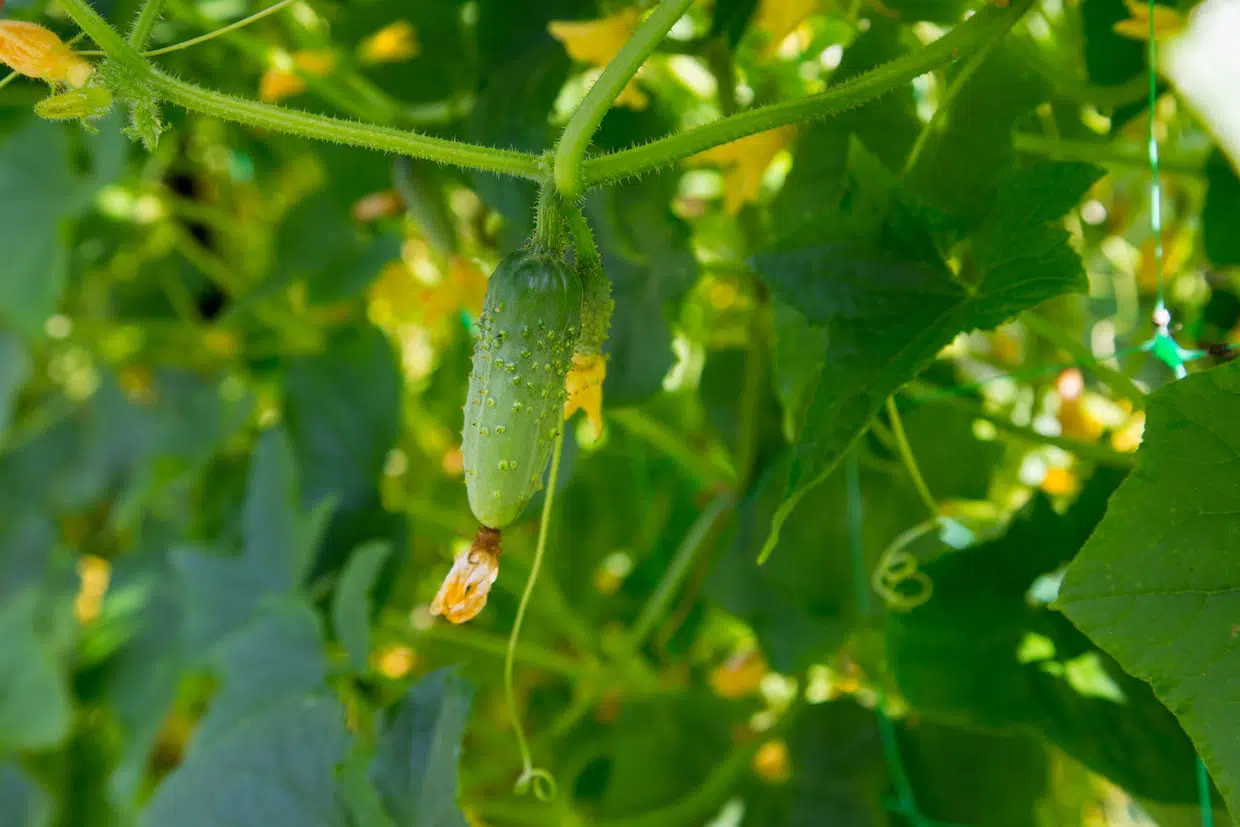 Une plantation de cornichons 