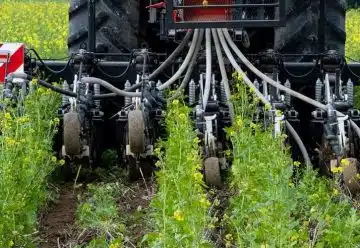 Semis direct sous couvert végétal