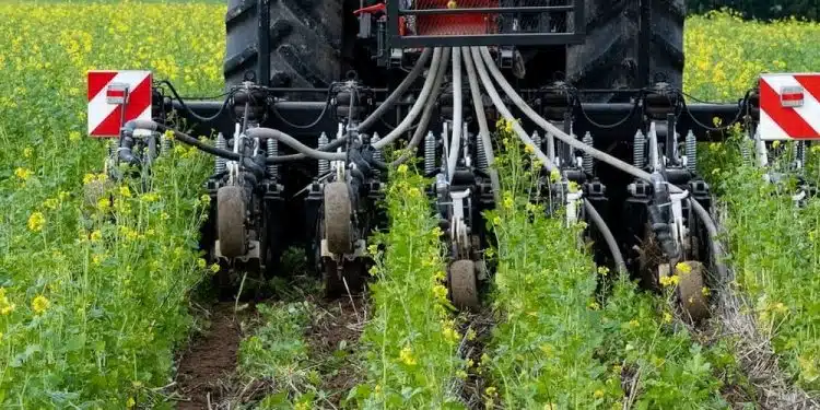 Semis direct sous couvert végétal