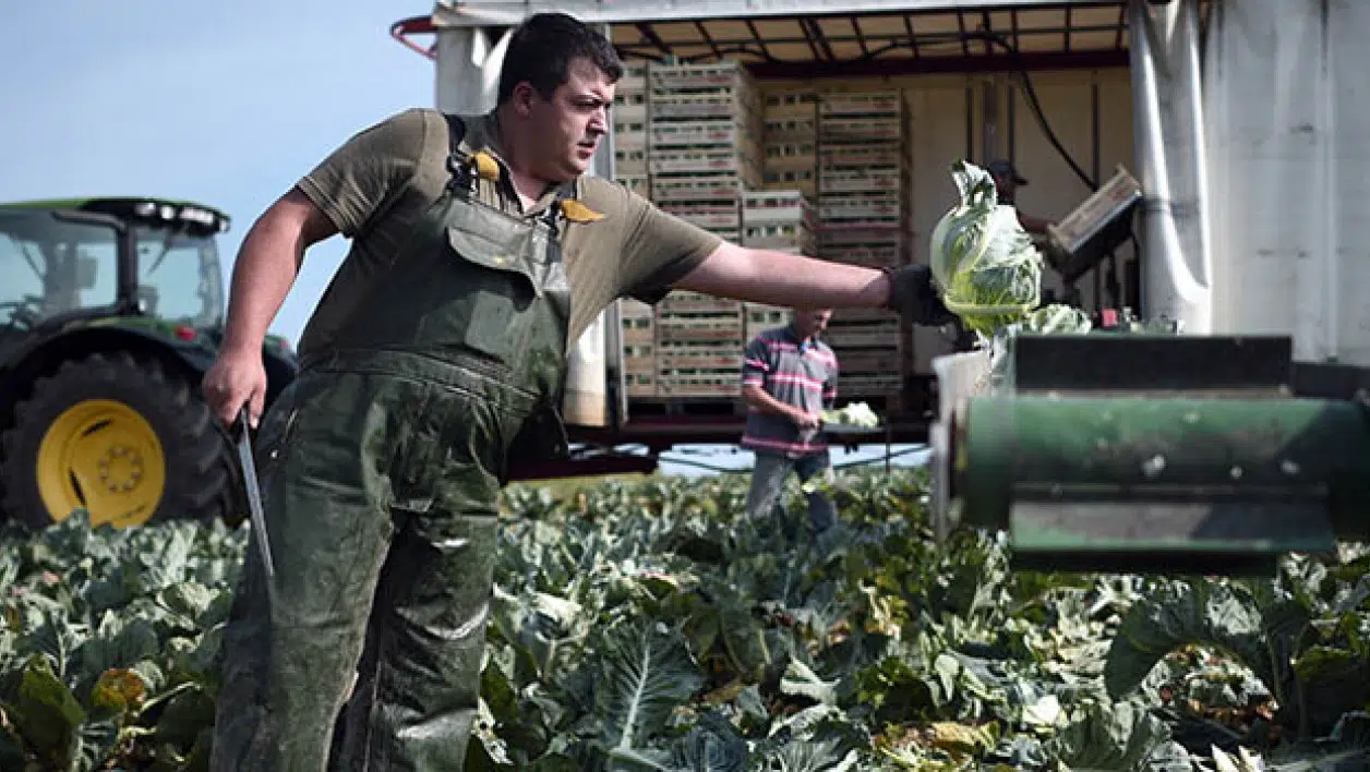 Un agriculteur en pleine récolte