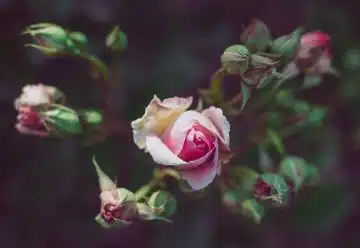 white and pink rose in bloom during daytime