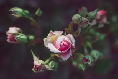 white and pink rose in bloom during daytime