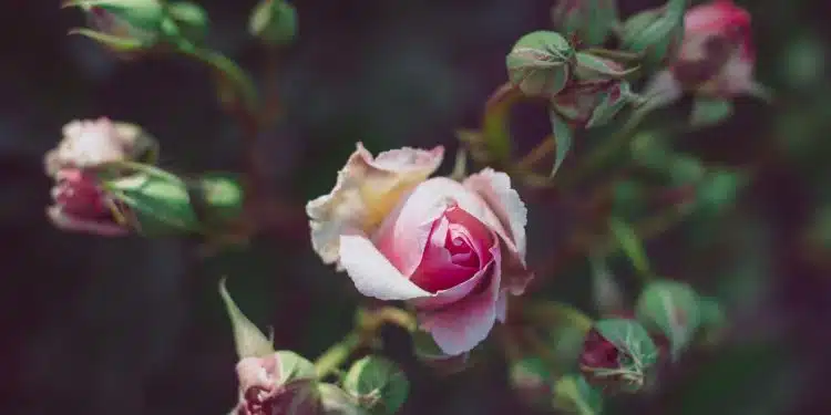 white and pink rose in bloom during daytime