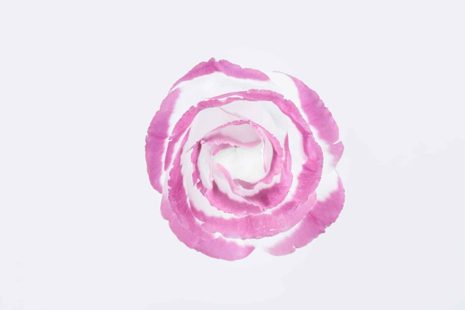 pink and white rose flower