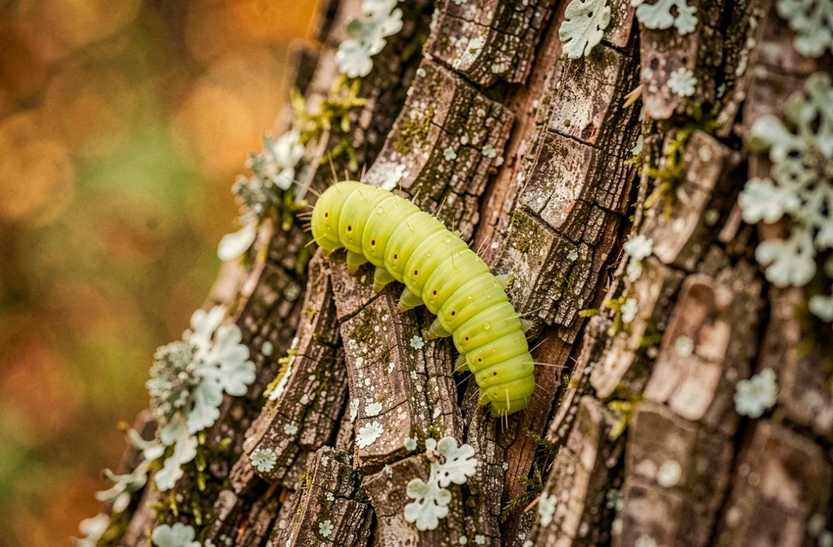Chenille verte fluo en déplacement sur une écorce rugueuse d'arbre feuillu, détail des pattes et des gouttelettes de rosée