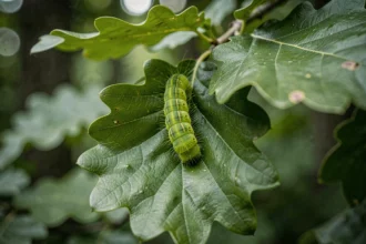 Chenille verte fluo accrochée à une feuille de chêne en forêt tempérée, vue en macro avec détail des soies et des segments