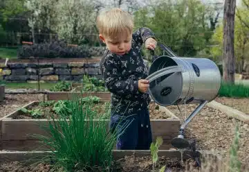 Quelles plantes aromatiques mettre dans son carré potager ?